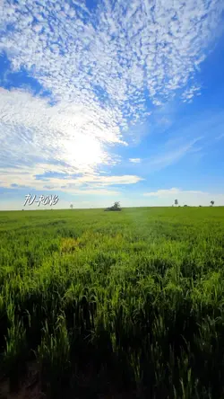 ស្រណោះវាលស្រូវ