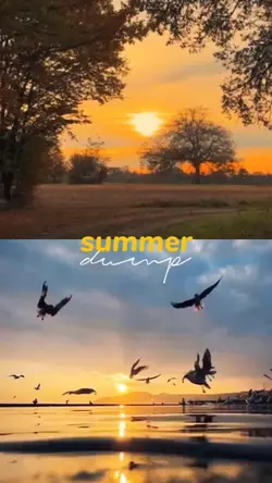 Summer Dump