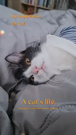 love cat video shot