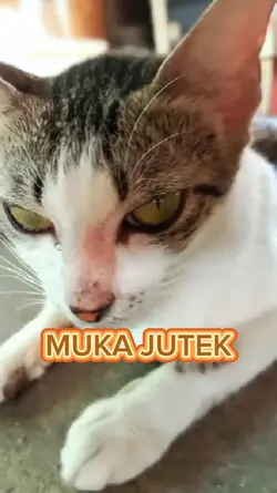 kucing lucu