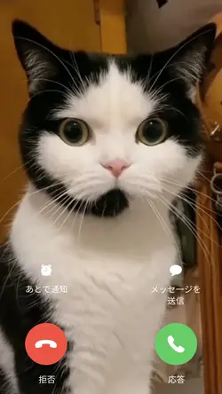猫の電話に出てください