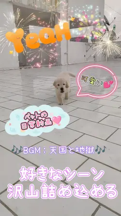 ペットの日常 素材動画