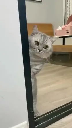 funny cat