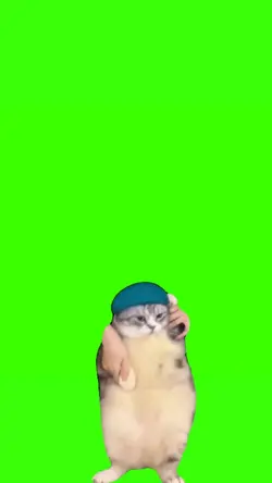 cat dance