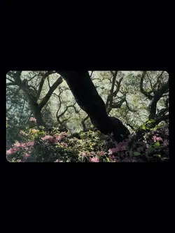 8vid aesthetic 