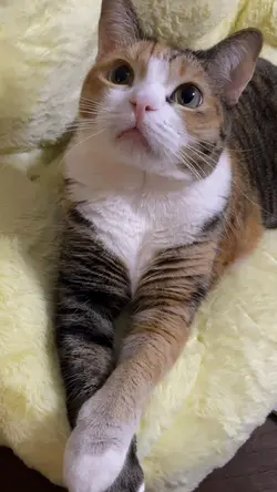 Cat hobby 