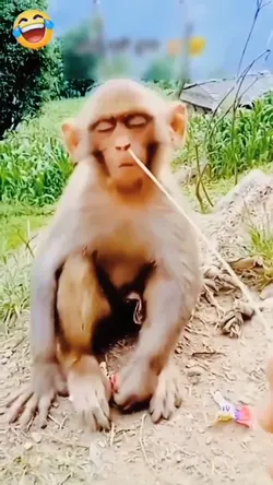 Gangguin temen bobo