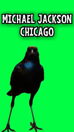 MICHAEL JACKSON CROW