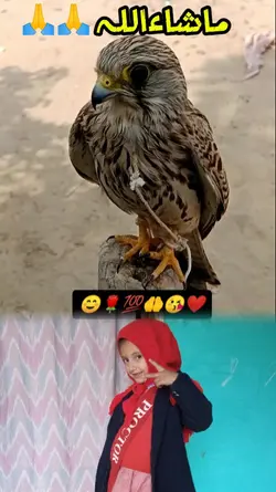  new template