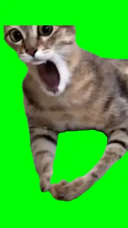 Cat laughing hard
