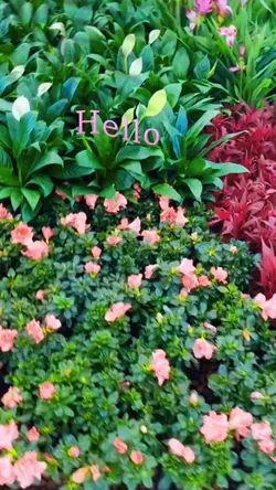 “ Hello Tuesday “