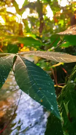 cinematic video