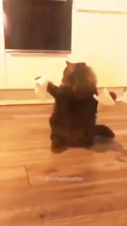 video random lucu