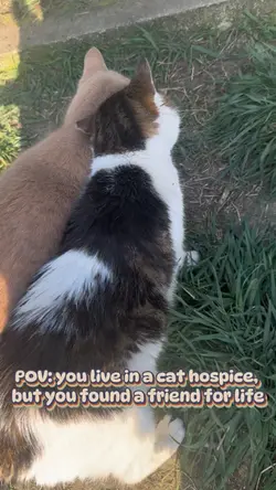 Kocie hospicjum 