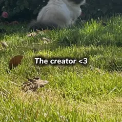 Creator X création 