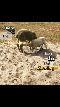 Crackhead😅😭sheep