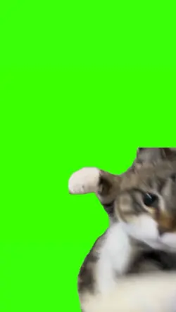 cat punch meme