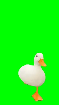 Running duck Meme