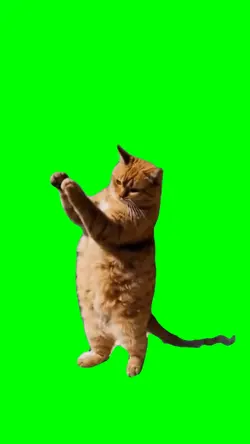ORANGE CAT DANCING