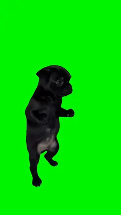 Dancing Dog Meme