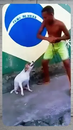 dancing dogs
