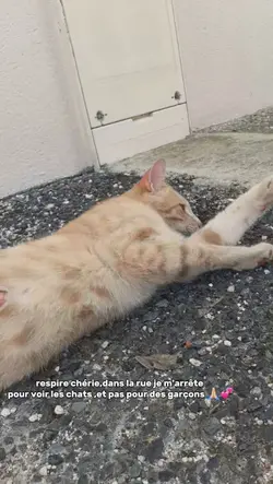 chat