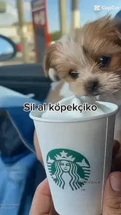 Sil al köpekciko