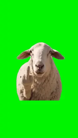 Sassy Sheep