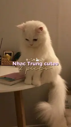 Nhạc Trung cutee