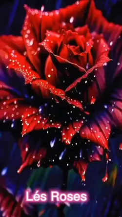 Les Roses 