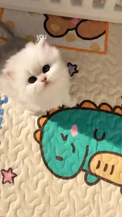 PRETY LITTLE BABY