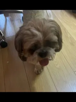 Doggy