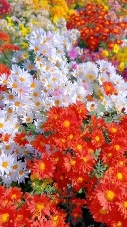 Aesthetic Flower