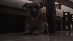 Keluh Kesah Dog