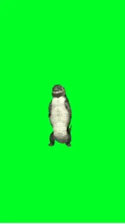 Crocodile dance