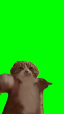Cat dancing