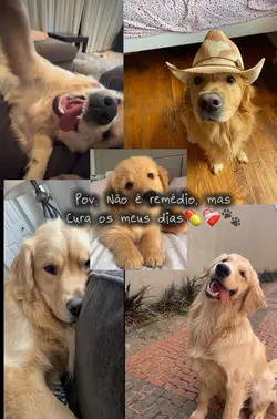 Meu pet