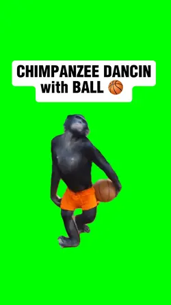 CHIMPANZEE DANCING 
