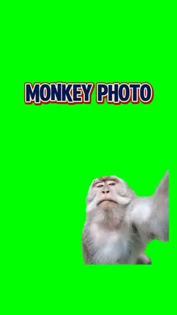 MONKEY photo