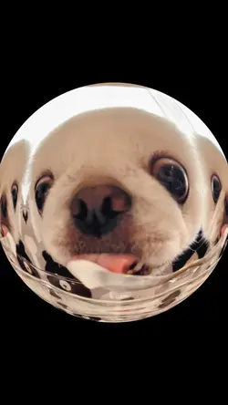 魚眼レンズ