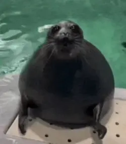 Seal version