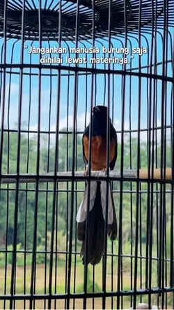 Kontes Burung Murai