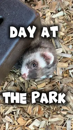 Day at the park