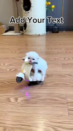 Cute cat