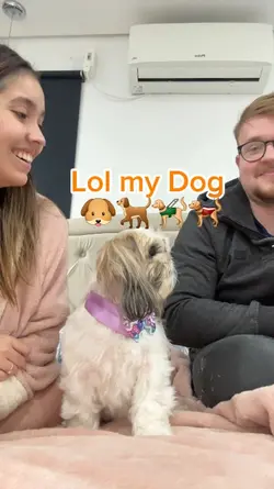 funny dog