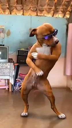 Cachorro maluco 