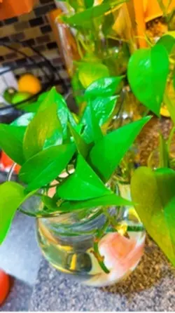Plant Vlog