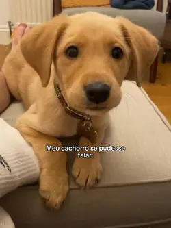 cachorro se falasse: