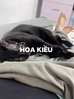 HOA KIỀU