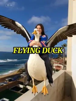 FLYING DUCK